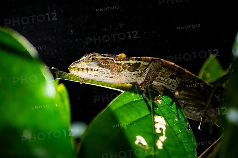 Common basilisk (Basiliscus basiliscus) juvenile, animal portrait, at night, Tortuguero National Park, Costa Rica, Central America