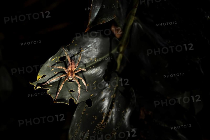 Creepy night shot, Geatzi comb spider (Cupiennius tazi) on a leaf in the jungle, Tortuguero National Park, Costa Rica, Central America