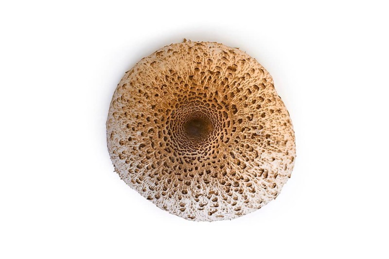 Top view of Parasol Mushroom on white background