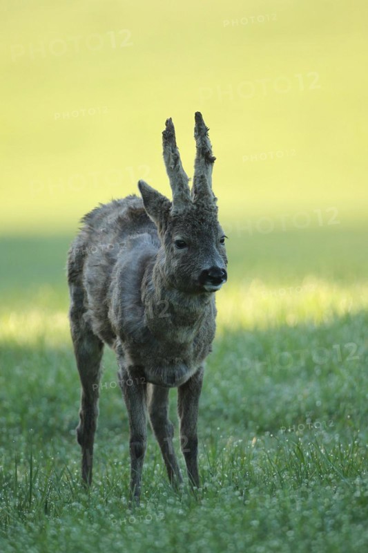 European roe deer (Capreolus capreolus) buck with shaggy winter coat and long velvet horns in a meadow, Allgäu, Bavaria, Germany, Europe