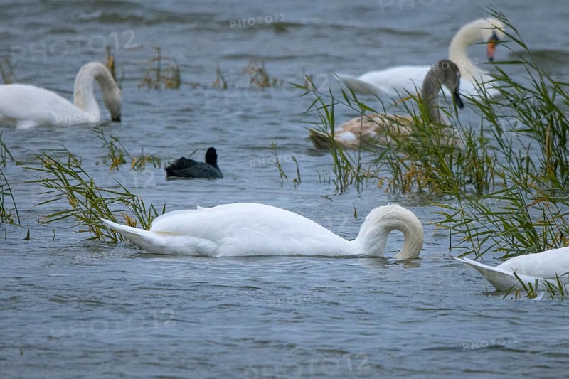A swan (Cygnus) dipping its head into the water surrounded by reeds, Lake Neusiedl National Park, Burgenland, Austria, Europe