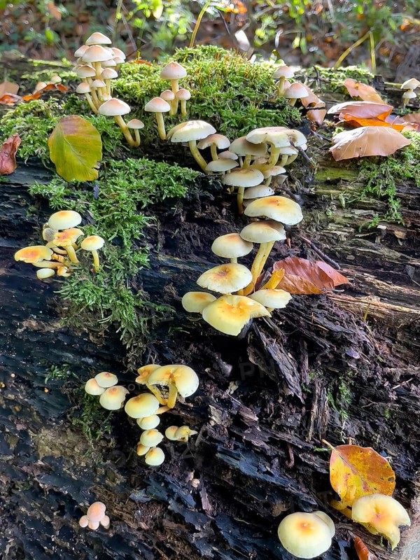 Colony of poisonous mushroom poisonous mushroom Sulphur tuft (Hypholoma fasciculare) Leafy mushroom from the genus Sulphur tuft with poisonous substance grows in forest on dead wood