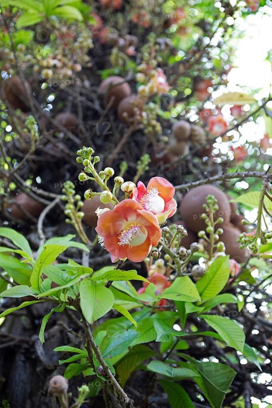 Blossoms of the cannonball tree (Couroupita guianensis) in the Royal Botanic Gardens, Kandy, Central Province, Sri Lanka, Asia