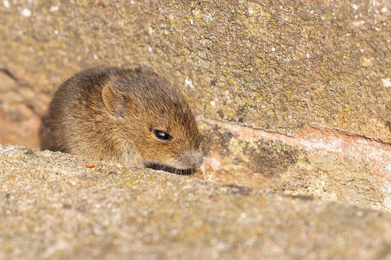Brown rat (Rattus norvegicus) juvenile baby rodent animal emerging from a hole by a building brick wall, England, United Kingdom, Europe