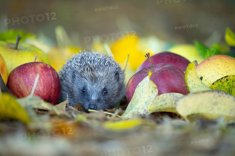 European hedgehog (Erinaceus europaeus) adult animal amongst fallen apples in an urban garden with autumnal leaves in the autumn, England, United Kingdom, Europe