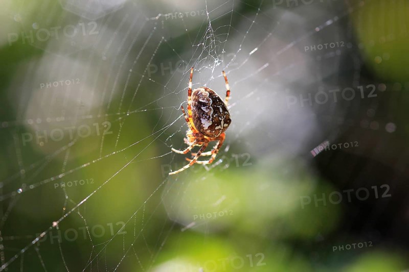Cross spider, September, Germany, Europe