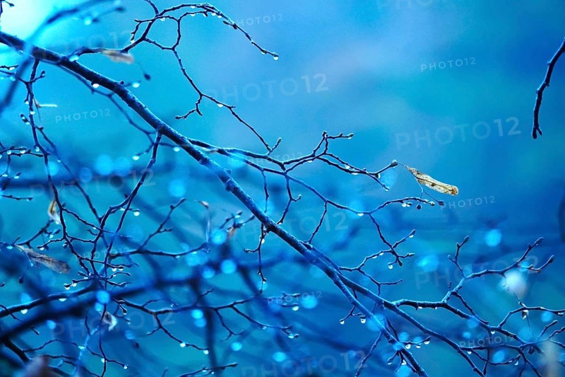 Branches with water drops, autumn, Germany, Europe