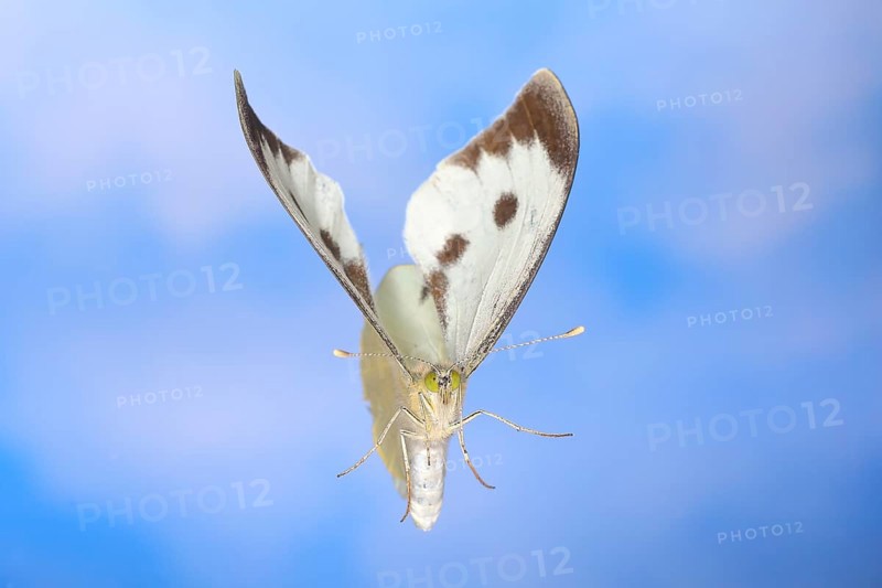 Cabbage butterfly (Pieris brassicae) in flight, against a blue background with white clouds, Wildlife, Butterflies, Butterflies, Hight Speed nature photograph, Siegerland, North Rhine-Westphalia, Germany, Europe