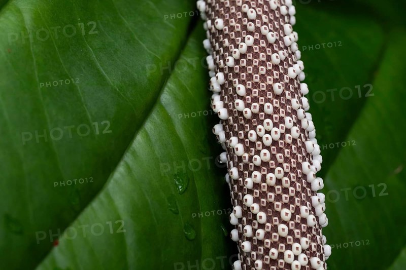 Anthurium Hookeri, close-up with patterns and textures, Princess of Wales Conservatory, Royal Botanic Gardens (Kew Gardens), UNESCO World Heritage Site, Kew, Greater London, England, United Kingdom, Europe