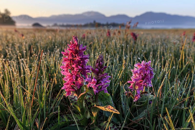 Orchids, orchids, morning dew, morning light, spring, Loisach-Lake Kochel moor, Kochler mountains, Alpine foothills, Bavaria, Germany, Europe