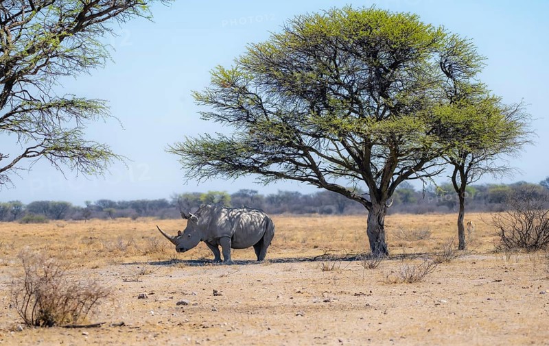 Southern white rhinoceros (Ceratotherium simum simum), rhino in the savannah under a tree, Khama Rhino Sanctuary, Serowe, Botswana, Africa