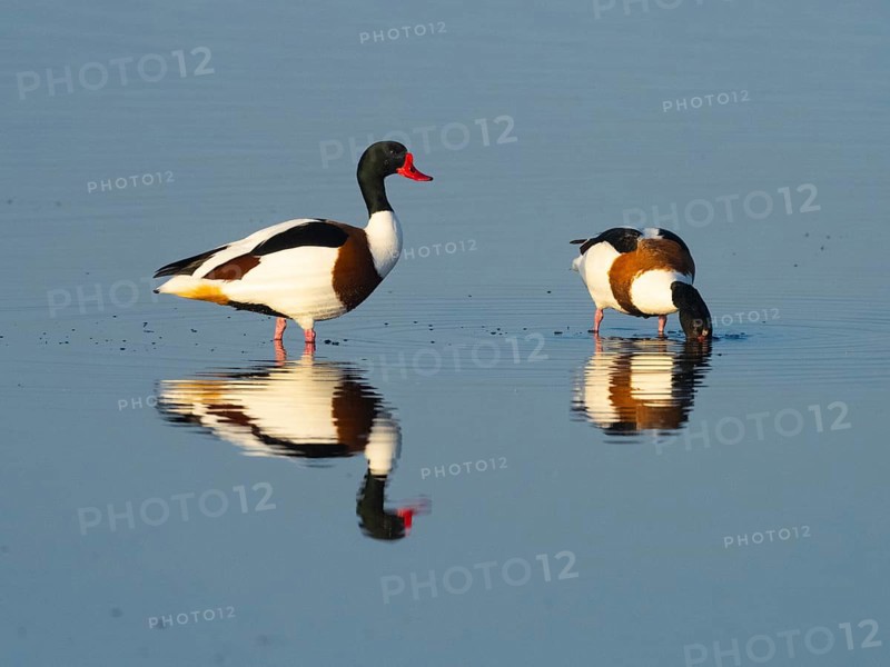 Common Shelduck (Tadorna tadorna), male and female adult birds, standing in a lagoon, with their reflections in the water, feeding, island of Texel, Holland