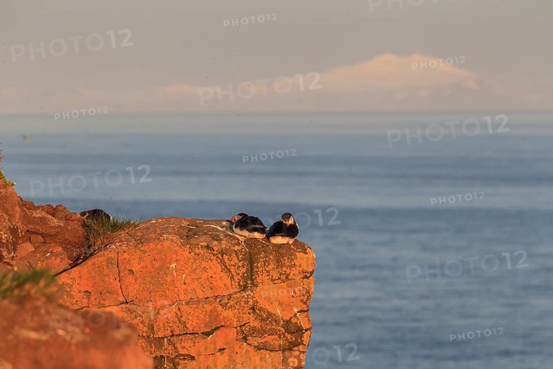 Puffin (Fratercula arctica), couple sitting on a cliff by the sea in the evening light of the midnight sun, summer, Latrabjarg, Westfjords, Iceland, Europe