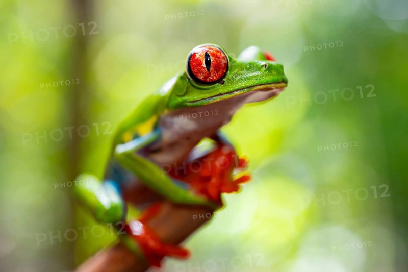 Red-eyed tree frog (Agalychnis callidryas), sitting on a branch, Heredia province, Costa Rica, Central America