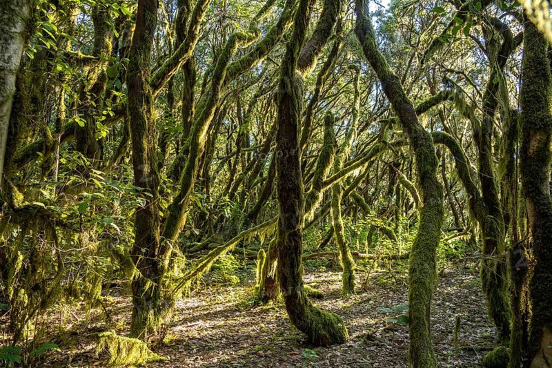 Forest in Garajonay National Park, UNESCO World Heritage Site on the island of La Gomera, Canary Islands, Spain, Europe