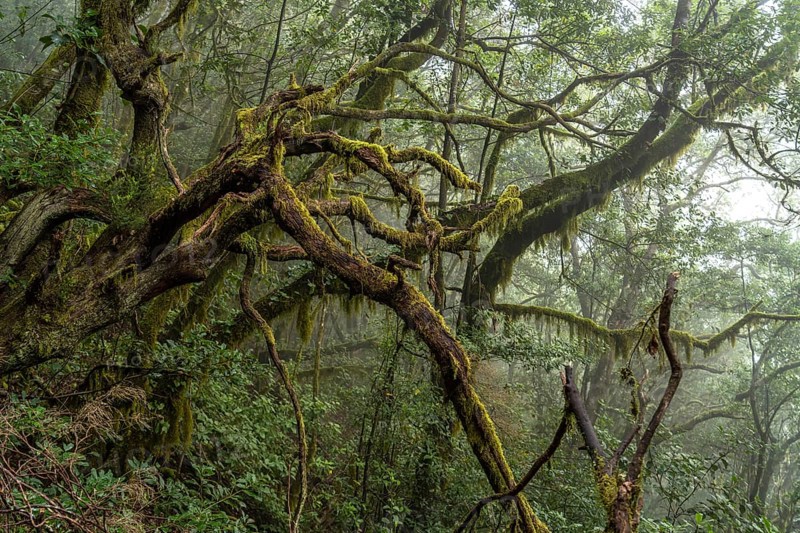 El Cedro laurel forest in Garajonay National Park, UNESCO World Heritage Site on the island of La Gomera, Canary Islands, Spain, Europe