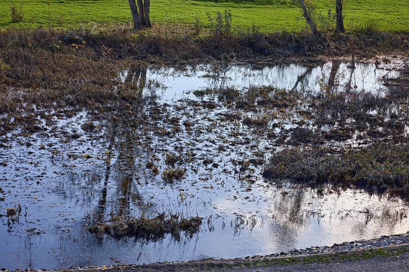 Reflections on the Old Elbe, floodplain, trees, Mühlberg Elbe, Elbe-Elster district, Brandenburg, Germany, Europe