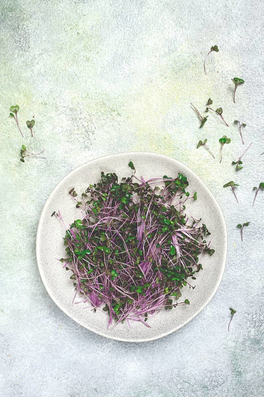 Fresh radish micro-greens, purple, on a plate, top view, no people