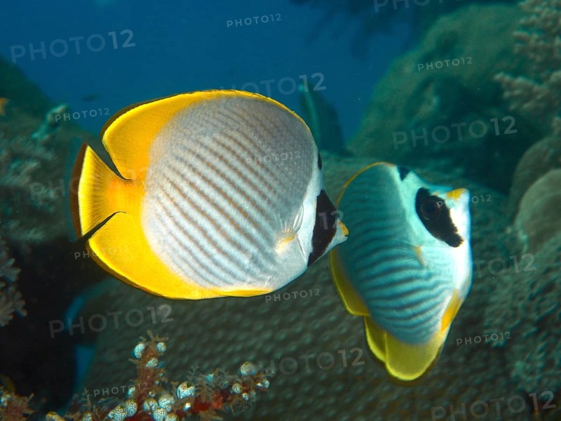 Two fish with yellow and white pattern, Panda butterflyfish (Chaetodon adiergastos), swimming in the coral reef, dive site Pidada, Penyapangan, Bali, Indonesia, Asia