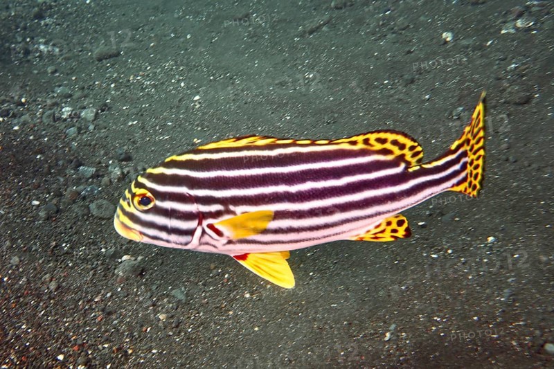 A striped fish with a vivid play of colours, Oriental sweetlips (Plectorhinchus vittatus), swimming across the ocean floor, dive site USAT Liberty, Tulamben, Bali, Indonesia, Asia