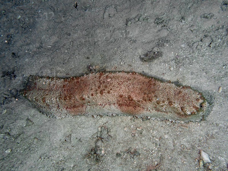 Sea cucumber, box sea cucumber (Thelenota anax), on sandy seabed presented in shades of grey and brown, dive site Close Encounters, Permuteran, Bali, Indonesia, Asia