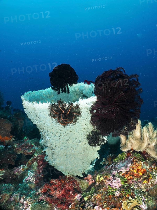 Large spiny tube sponge (Callyspongia (Cladochalina) aerizusa) surrounded by dark feather stars in the sea, dive site Gondol Bay, Gondol, Bali, Indonesia, Asia
