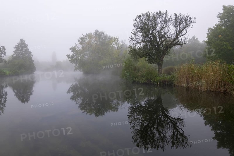 Foggy lake with trees and reflection in the water, quiet and mystical, Talaue, Waiblingen, Baden-Württemberg, Germany, Europe