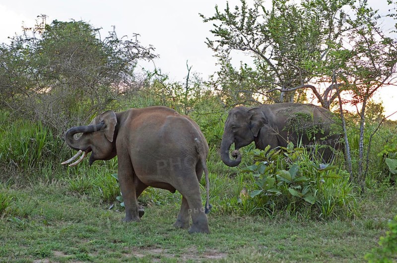 Sri Lanka elephants or Ceylon elephants (Elephas maximus maximus) in the evening light, Hurulu Eco-Park or Eco-Park, North Central Province, Sri Lanka, Asia