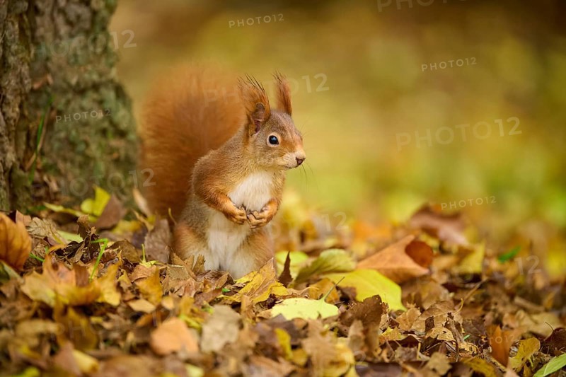 Eurasian squirrel (Sciurus vulgaris), standing upright between autumn leaves at the foot of a tree, Baden-Württemberg, Germany, Europe