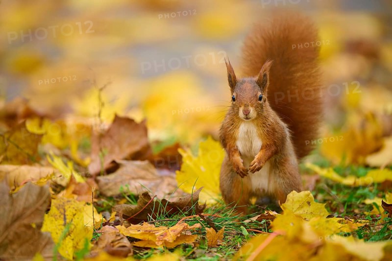 Eurasian squirrel (Sciurus vulgaris), standing in a meadow full of autumn leaves with colourful foliage, Baden-Württemberg, Germany, Europe