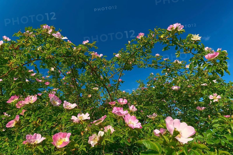 Blooming dog rose (Rosa corymbifera), in summer against a blue sky, Bavaria, Germany, Europe