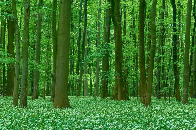 Dense forest with tall beech trees and wild garlic (Allium ursinum), in spring, Hainich National Park, Thuringia, Germany, Europe