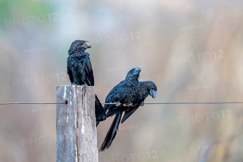 Smooth-billed Ani (Crotophaga ani), South Pantanal, Aquidauana, Taunay, Mato Grosso do Sul, Brazil, South America