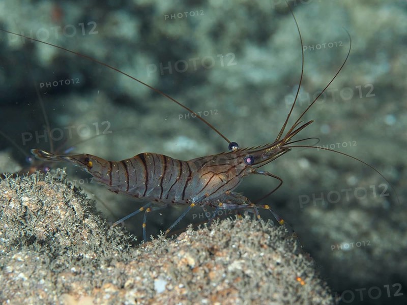Shrimp with long antennae, saw shrimp, large rock shrimp (Palaemon serratus), on the seabed, camouflages well, dive site Les Grottes, Giens peninsula, Provence Alpes Côte d'Azur, France, Europe