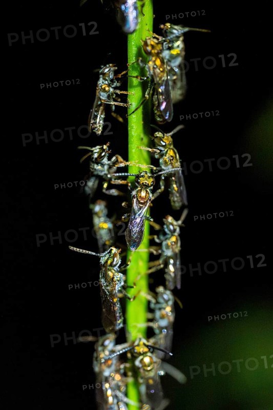 Many flies sitting densely packed on a stem, tropical rainforest at night, Heredia province, Costa Rica, Central America