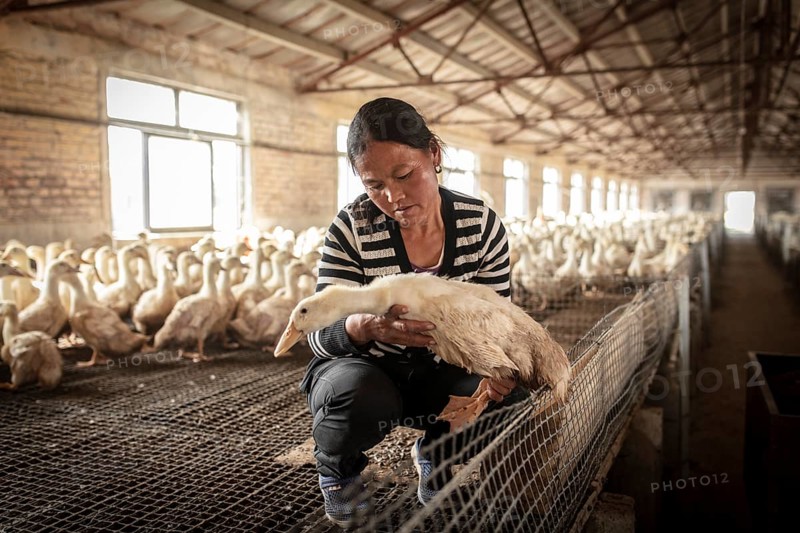 Labourer Ma Jian Hui, the workers live in the respective buildings where the ducks are kept, a small room is set aside for them. There is one labourer for every two duck houses Ducks at the rearing station, Jiang Su Salted Duck Farming Co. Ltd, Xiang Shui County, ChinaJiang Su Salted Duck Farming Co. Ltd