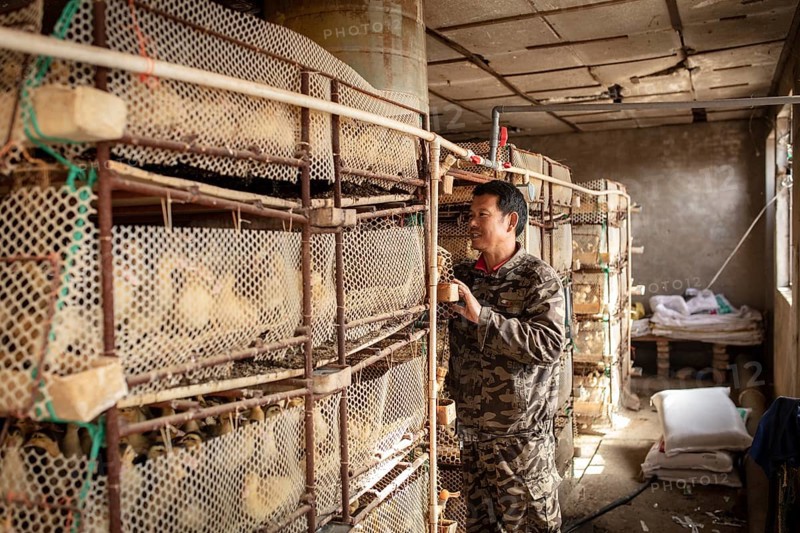 Worker with ducklings in rearing station, Jiang Su Salted Duck Farming Co. Ltd, Xiang Shui County, China, Asia