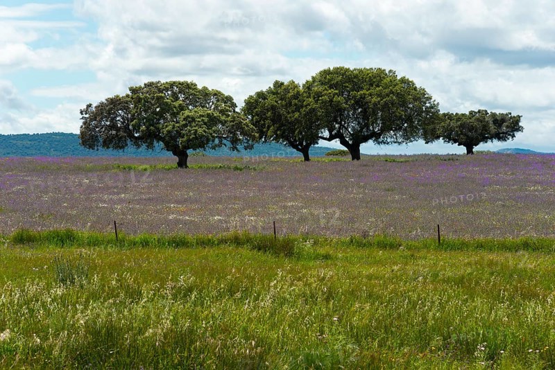 Olive trees in a large green meadow, with purple flowers and a cloudy sky in the background, landscape near Aldea del Cano, Cáceres province, Caceres, Extremadura, Spain, Europe