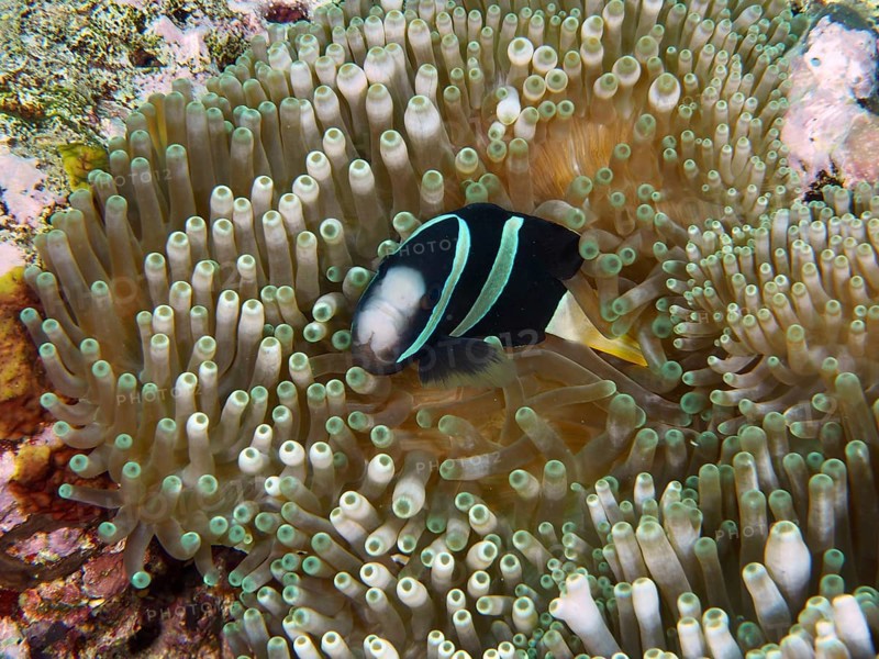 A Clark's anemonefish (Amphiprion clarkii) melanistic hidden in the shelter of a green sea anemone, dive site Toyapakeh, Nusa Ceningan, Nusa Penida, Bali, Indonesia, Asia