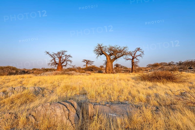 African baobab or baobab tree (Adansonia digitata), several trees at sunrise, Kubu Island (Lekubu), Sowa Pan, Makgadikgadi salt pans, Botswana, Africa