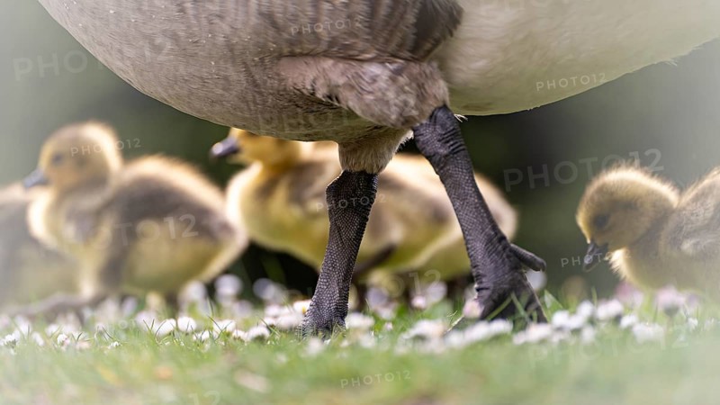 Canada goose chicks (Branta canadensis) several running through grass and daisies, in front the legs and belly of the adult parent bird, Rombergpark, Dortmund, North Rhine-Westphalia, Germany, Europe