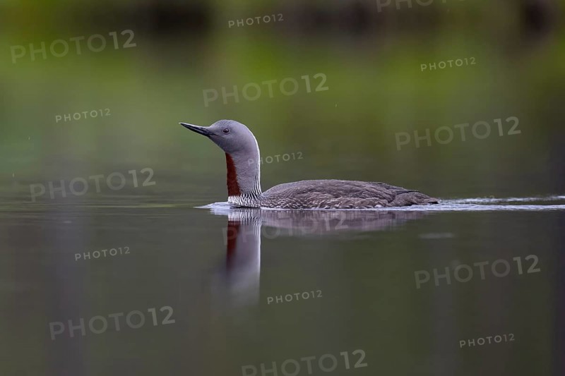Red-throated diver (Gavia stellata), Sweden, Europe