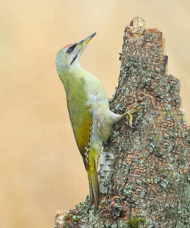 Grey-headed woodpecker (Picus canus), male sitting attentively on a birch trunk, North Rhine-Westphalia, Germany, Europe