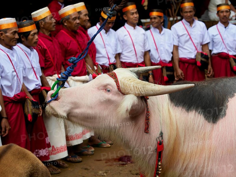 White water buffalo (Bubalus arnee) and funeral service in Tana Toraja, Rantepao, Sulawesi, Indonesia, Asia