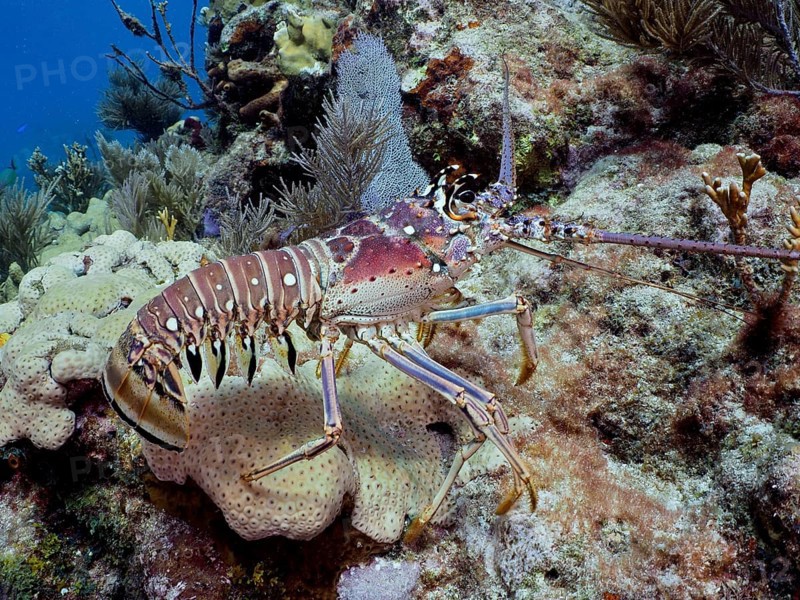 A Caribbean langoustine (Panulirus argus) crawls over a colourful coral reef in clear ocean water, dive site John Pennekamp Coral Reef State Park, Key Largo, Florida Keys, Florida, USA, North America