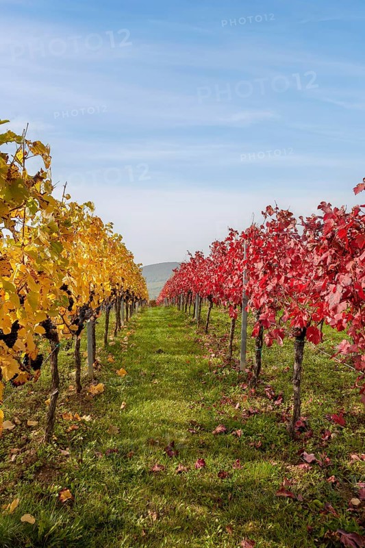 Autumn vineyards with yellow and red leaves under a blue sky, Southern Palatinate, Palatinate, Rhineland-Palatinate, Germany, Europe