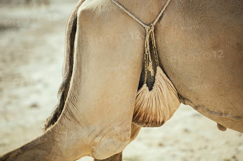 Camel cow with tied udder of a camel herd (Camelus dromedarius) on the way back from the beach near Al Mhugsayl, Dhofar, Oman in the evening
