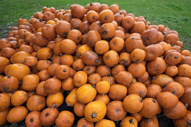 Pumpkins piled up for sale, Hokkaidos, Bavaria, Germany, Europe
