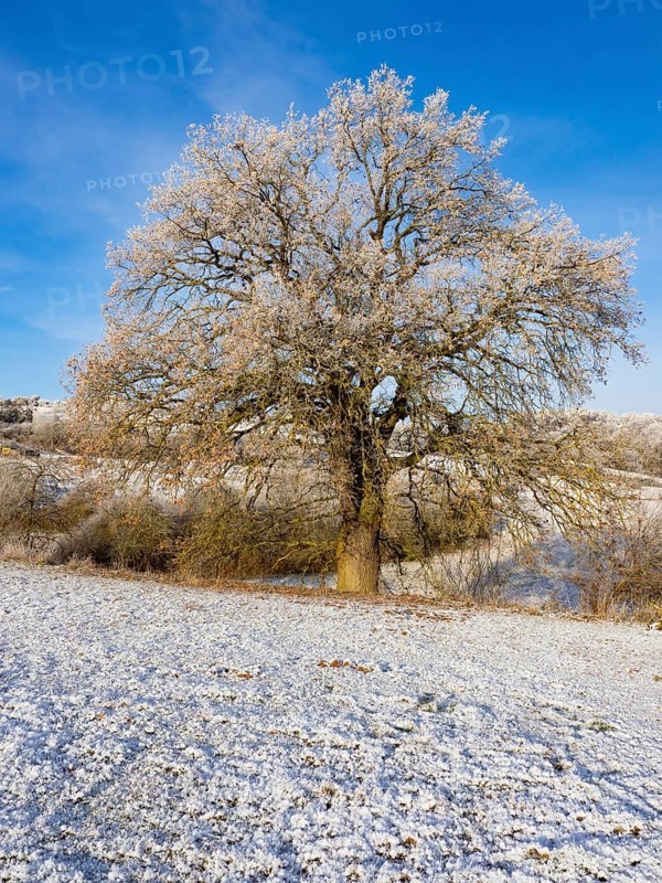 Oak Tree (Quercus robur), landscape view of a solitary tree against a blue sky, covered in hoar frost on a sunny winter's day, North Hesse, Germany, Europe