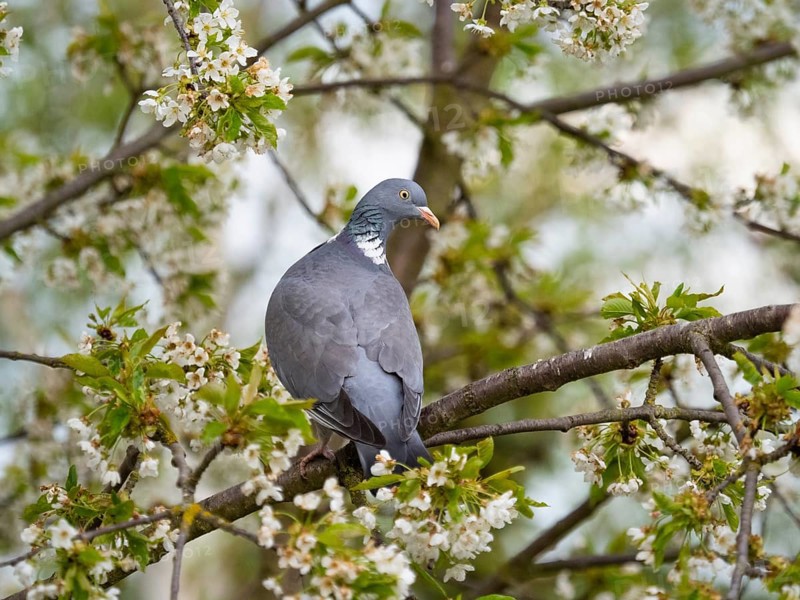 Wood Pigeon Columba palumbus), adult bird perched in a flowering cherry tree, North Hesse, Germany, Europe